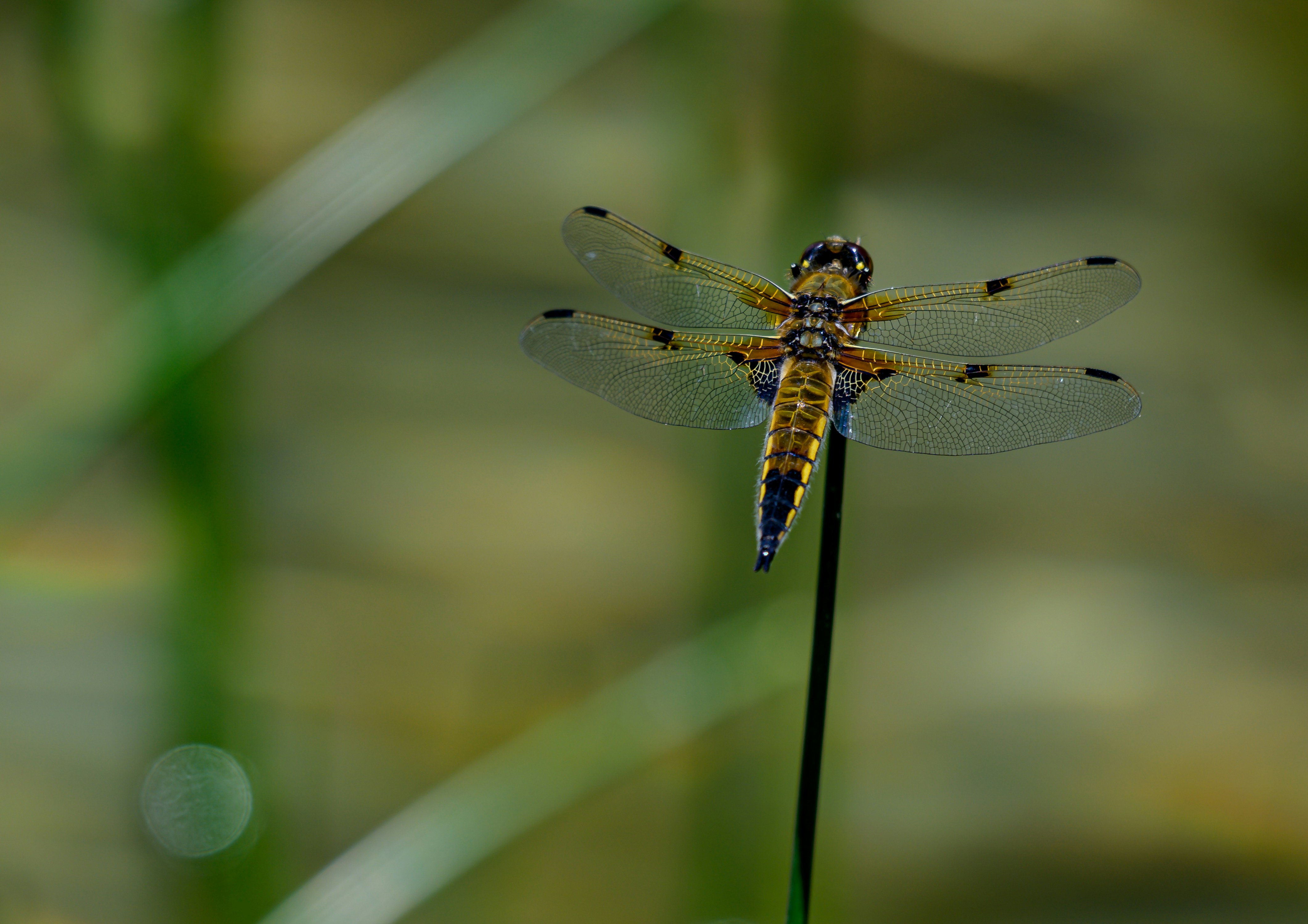 Photo by hans_leuzinger