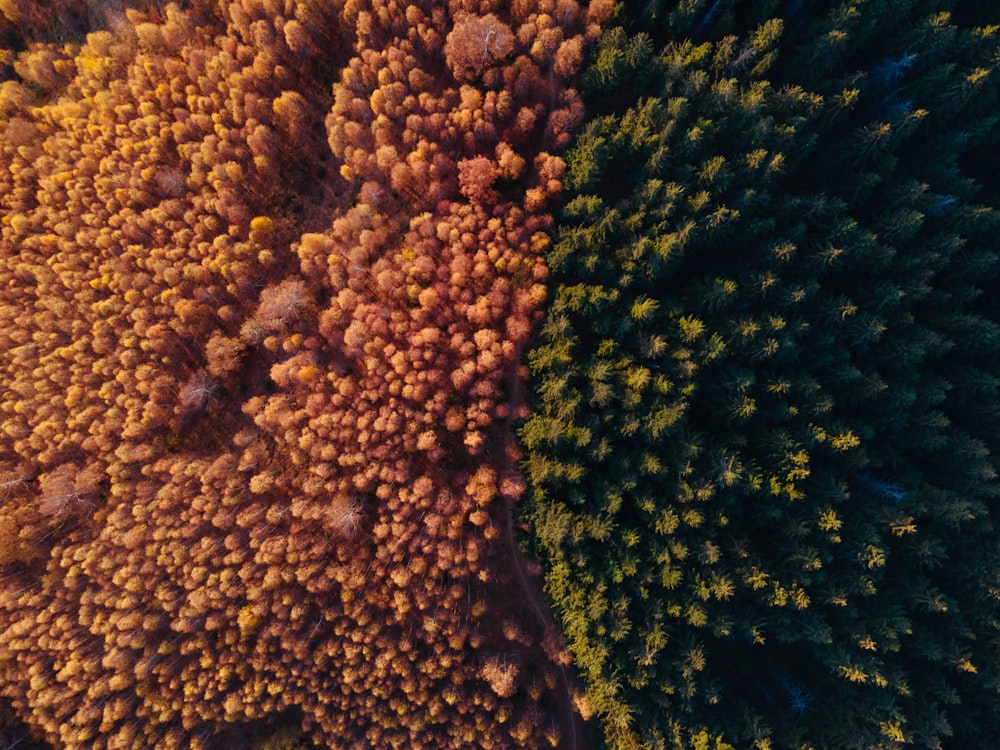 Un primo piano di alcuni alberi