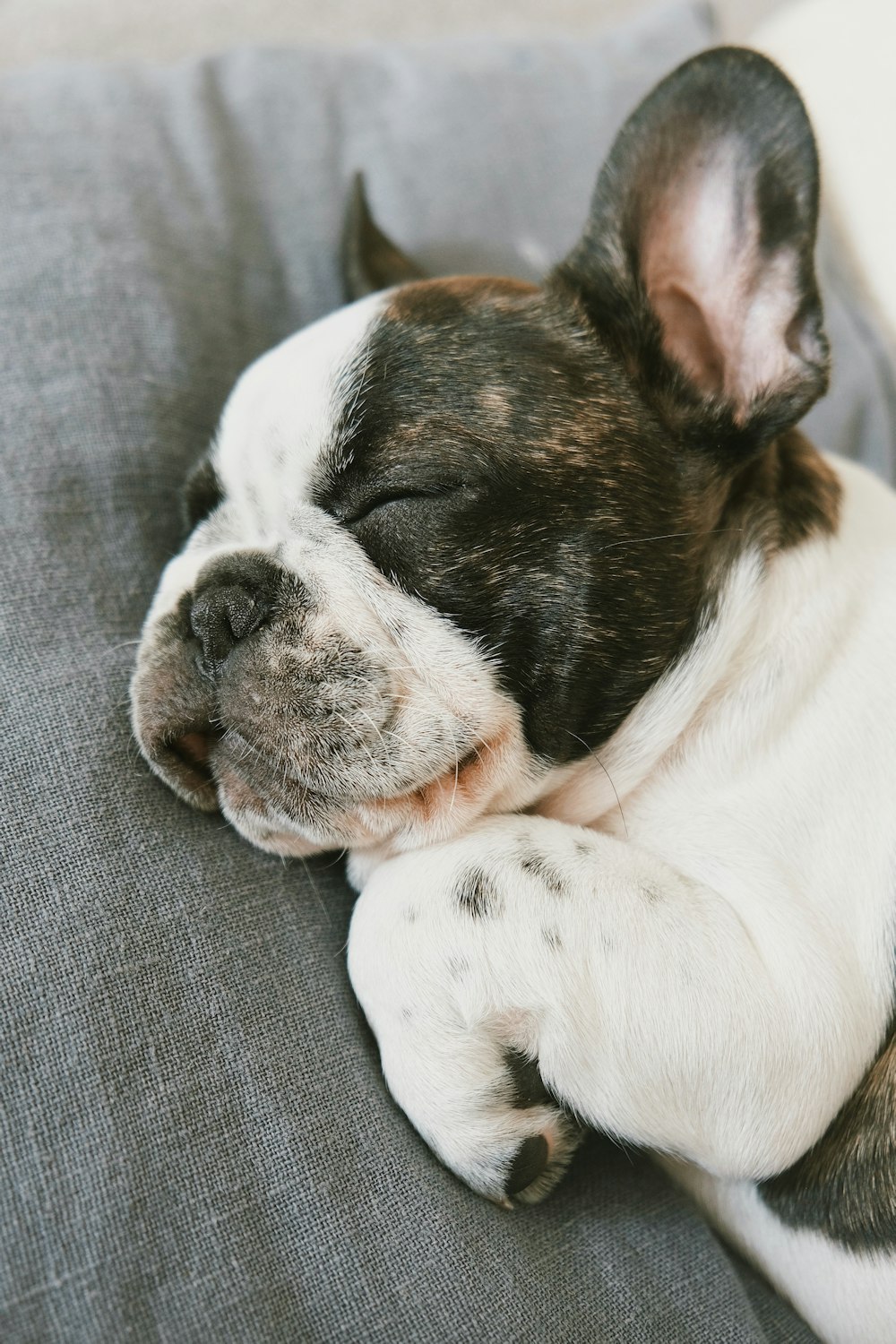 a dog sleeping on a couch