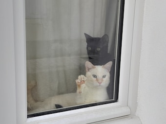 Two cats are sitting behind a glass window. One cat has a black coat and is sitting further back, while the other cat has a light cream coat and is closer to the glass, looking directly at the camera with one paw raised against the window. The background includes semi-transparent curtains.