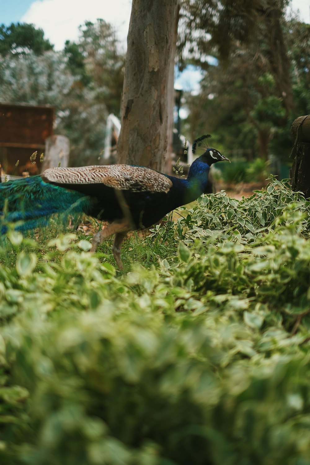 a peacock standing on a tree