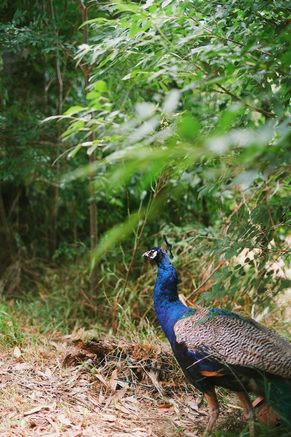 a peacock in the woods