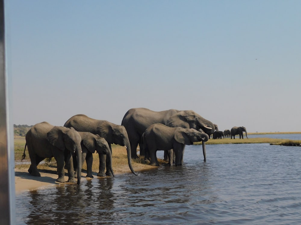 a herd of elephants drinking water
