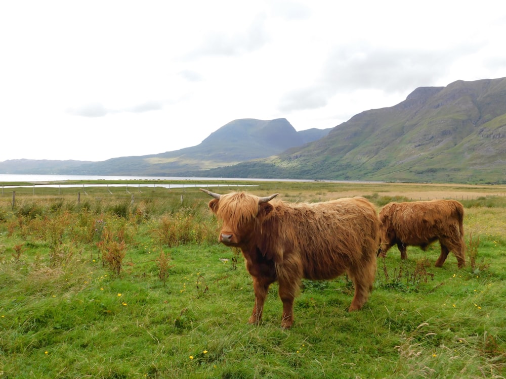 a couple of cows stand in a grassy field