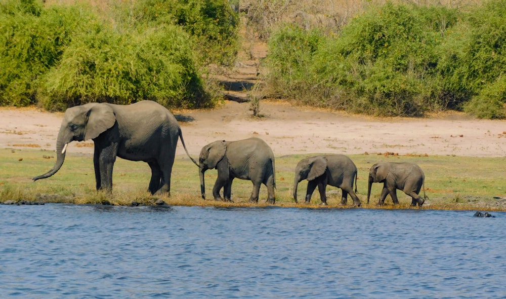 a group of elephants walk across a river