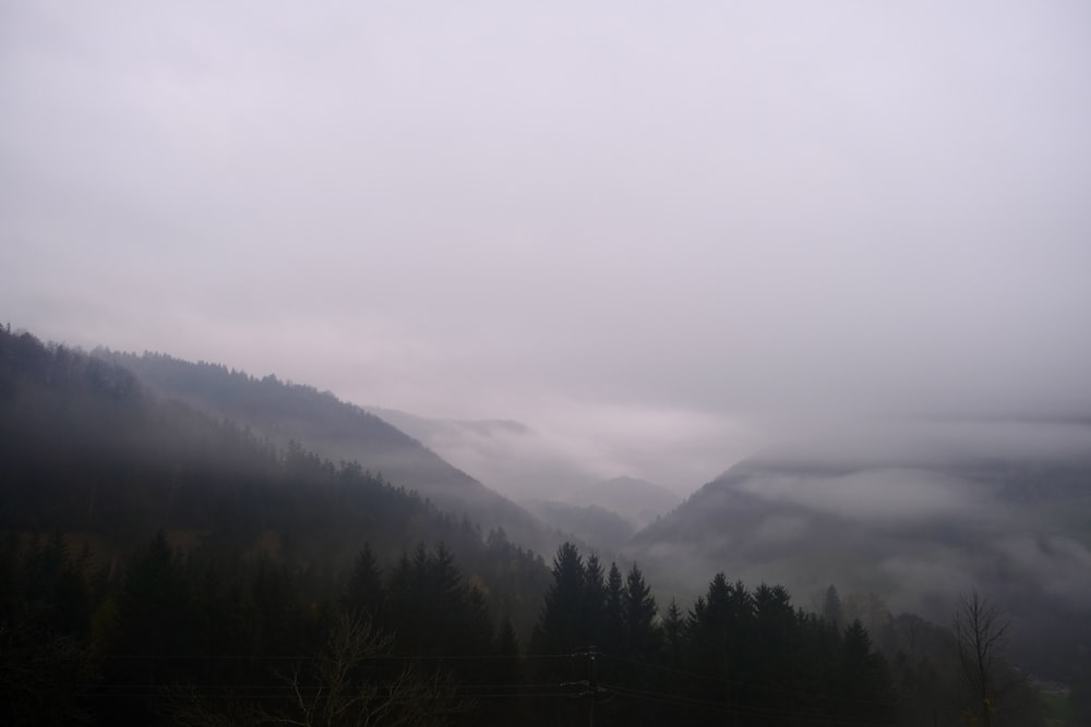 a foggy forest with trees