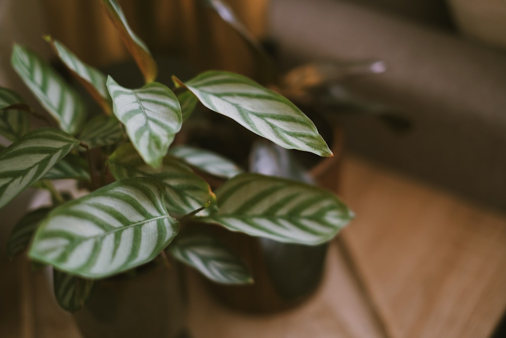 a close up of a plant