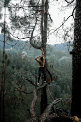 a person climbing a tree