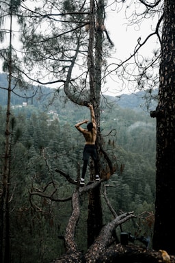 a person climbing a tree