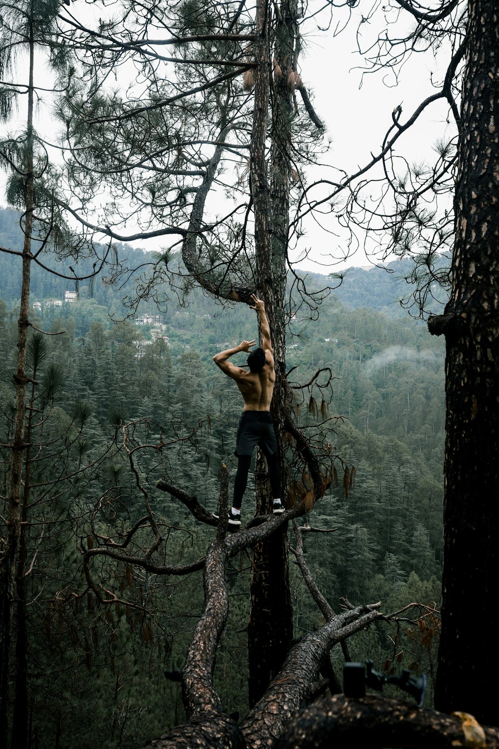 a person climbing a tree