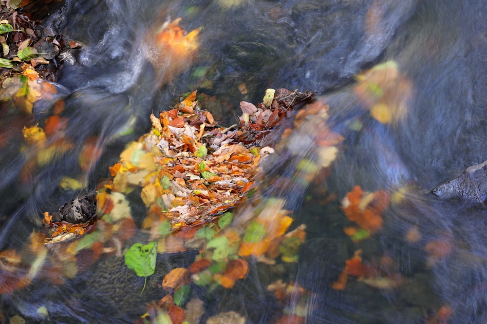 a close up of a leaf