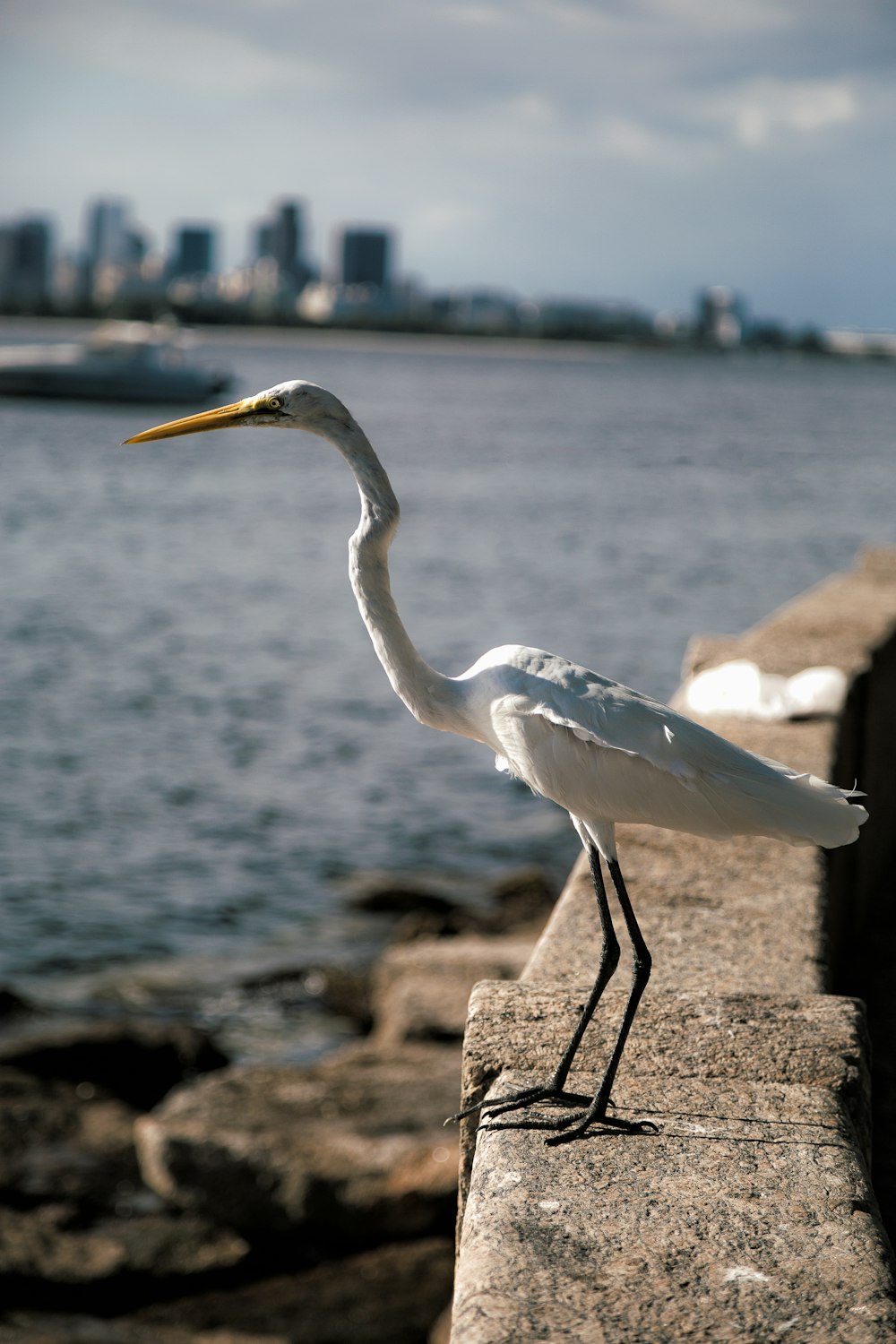 a bird standing on a rock