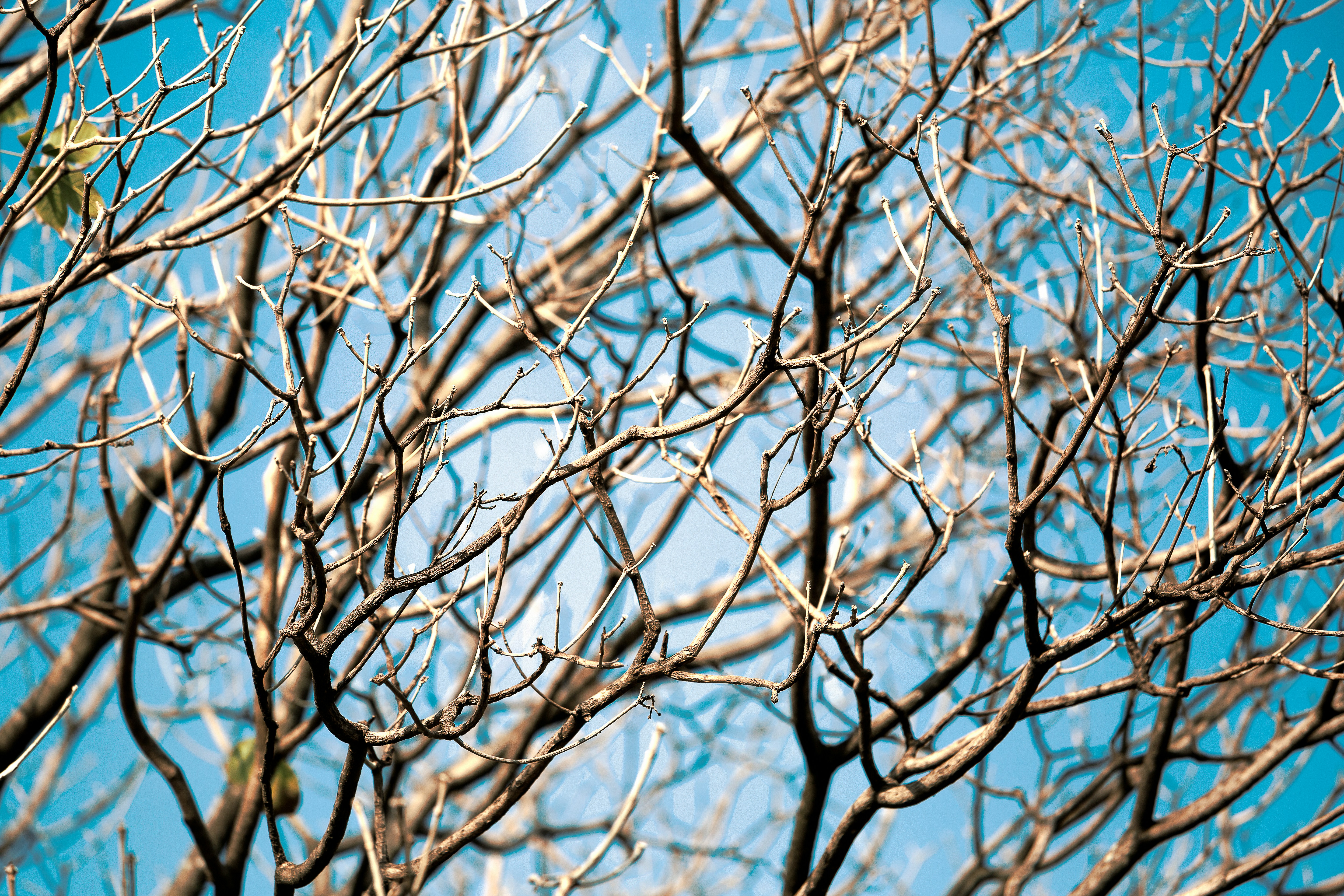 Photo by oswaldoclaro