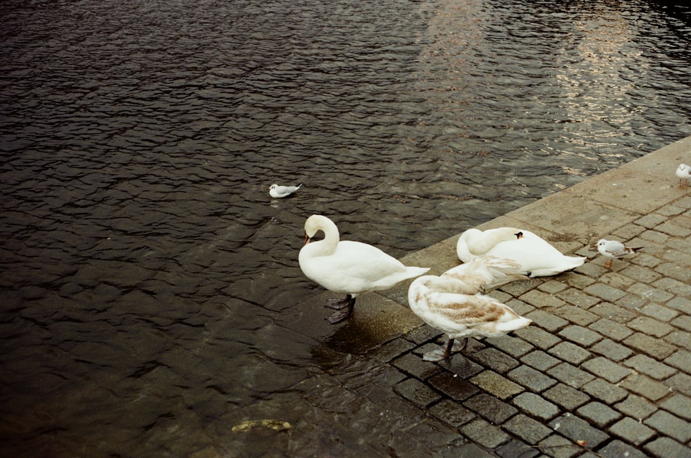 a group of white ducks on a brick surface