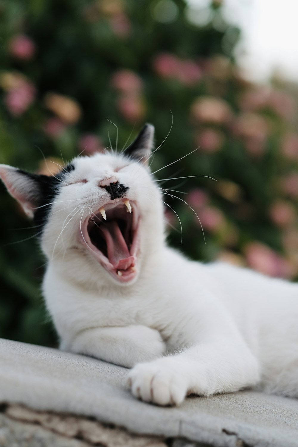 a white and black cat yawning