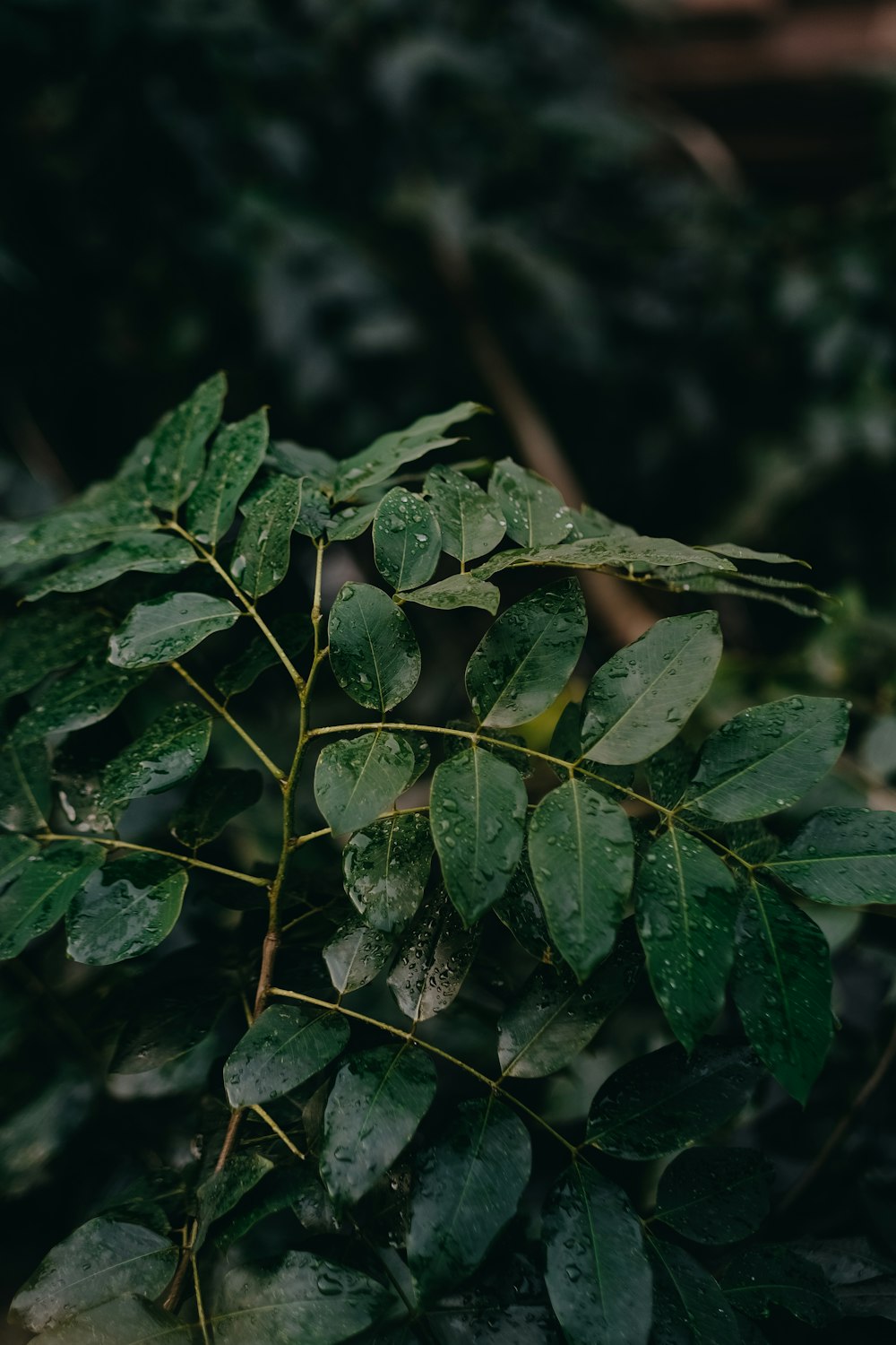 a close up of a plant