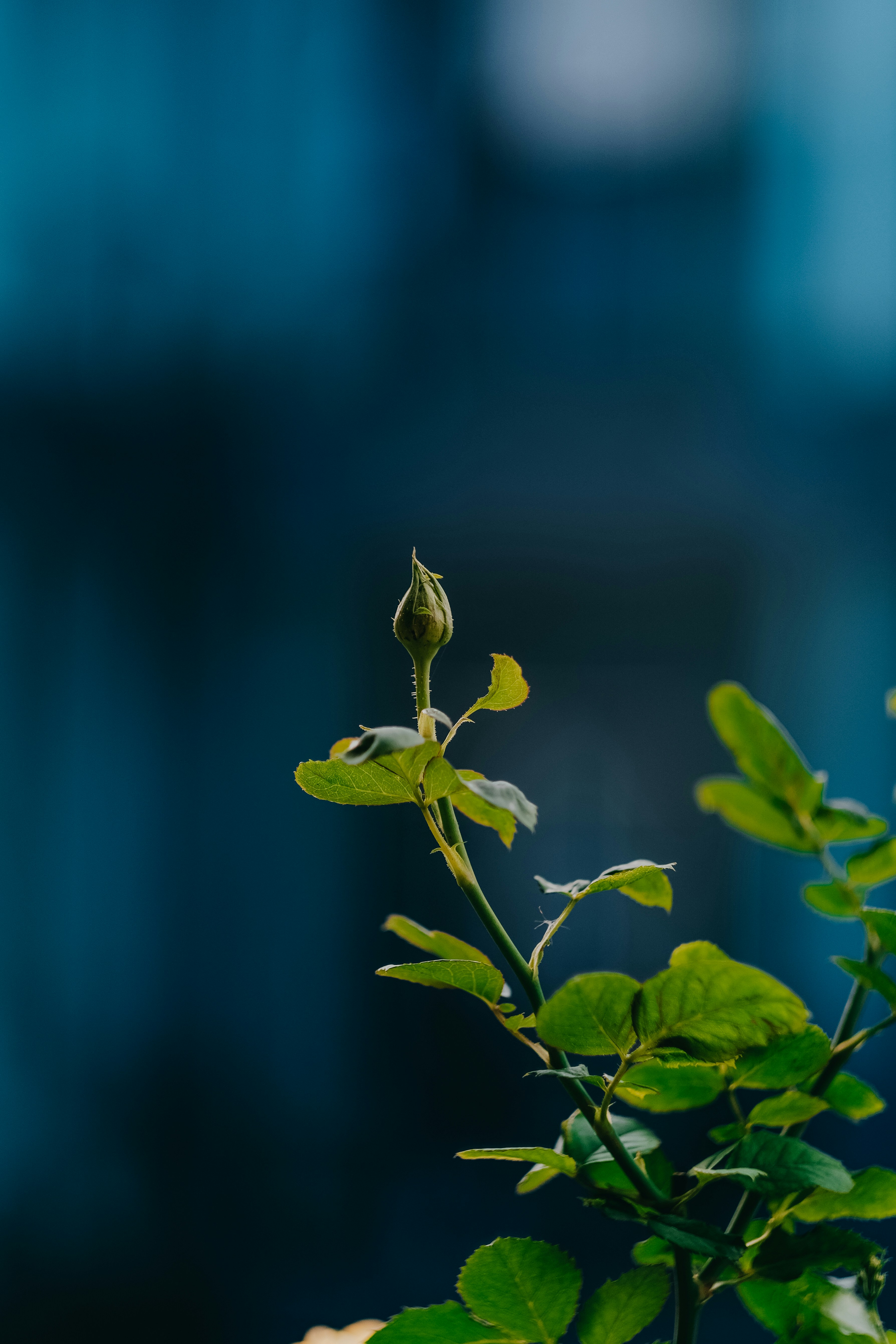 Photo by nguyentrungnguyen