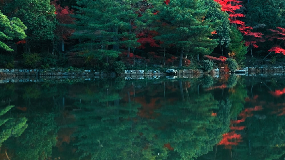 a pond with trees around it