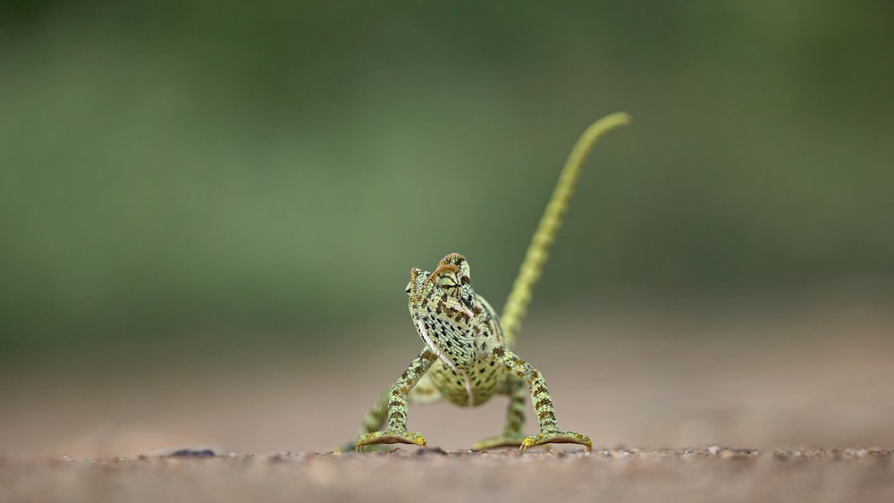 a green frog on a grey surface