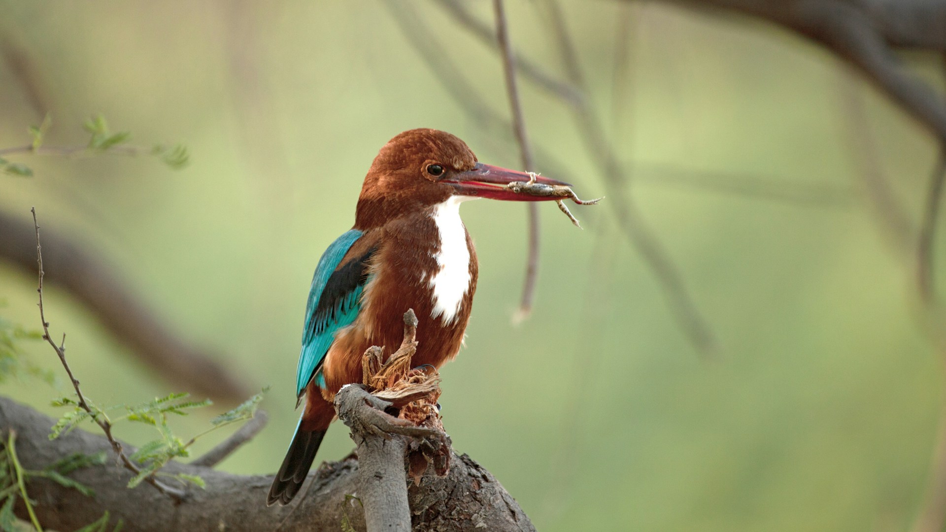 a bird sits on a branch