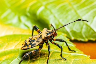 A close-up of a colorful insect with intricate patterns on its body, situated on a green leaf. The insect's long antennae and segmented legs are prominently visible, showcasing a mix of black, orange, and yellow colors.