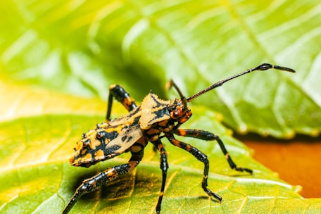 A close-up of a colorful insect with intricate patterns on its body, situated on a green leaf. The insect's long antennae and segmented legs are prominently visible, showcasing a mix of black, orange, and yellow colors.