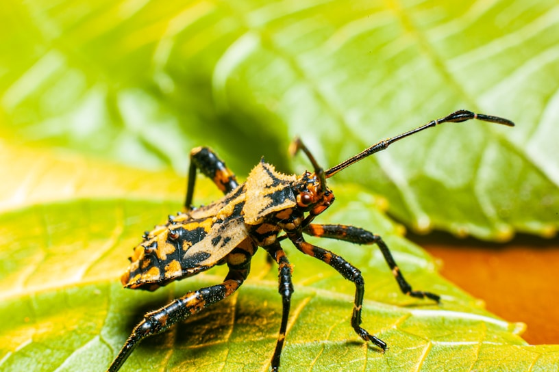 Close-up of a colorful native insect on a green leaf outdoors.
