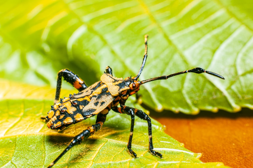 a close up of a bug