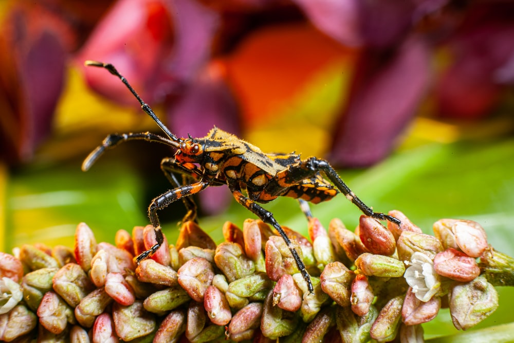 a bug on a flower