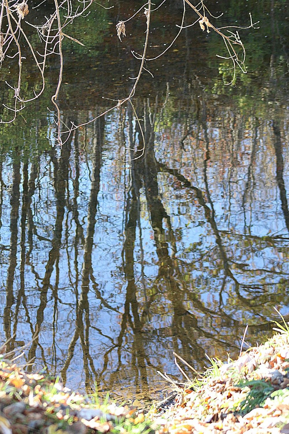 a body of water with trees around it