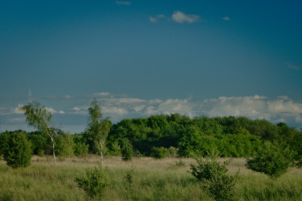 A serene landscape showcasing a lush green field with a clear blue sky and a few trees in the background.