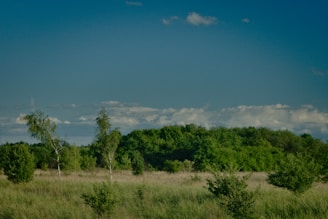 A serene landscape showcasing a lush green field with a clear blue sky and a few trees in the background.