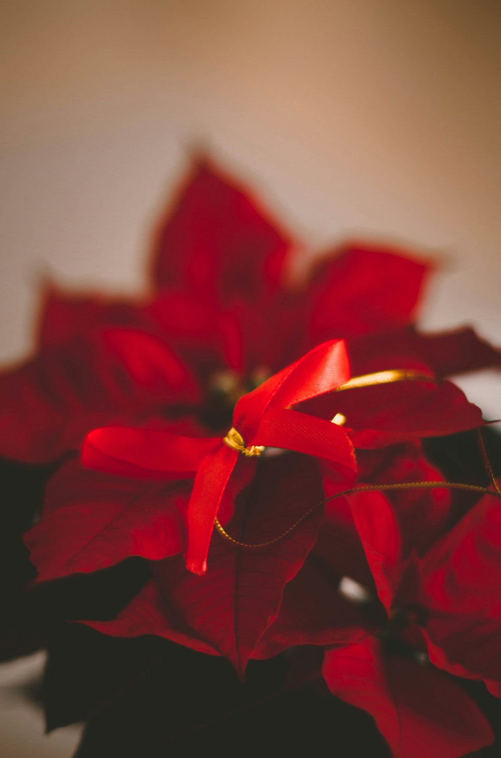 a red flower with a yellow center