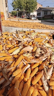 A large number of corn cobs with husks are piled up in the foreground. In the background, more corn is spread out on flat surfaces under the sunlight. There are buildings and a tree to the side, with a vehicle parked nearby, giving it a rural setting.