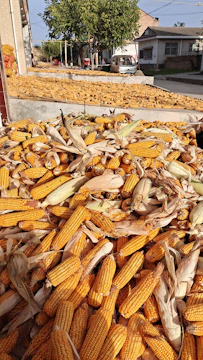 Stacks of maize cobs drying in the sun on a traditional farm