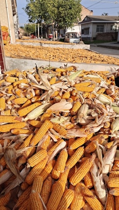A large number of corn cobs with husks are piled up in the foreground. In the background, more corn is spread out on flat surfaces under the sunlight. There are buildings and a tree to the side, with a vehicle parked nearby, giving it a rural setting.