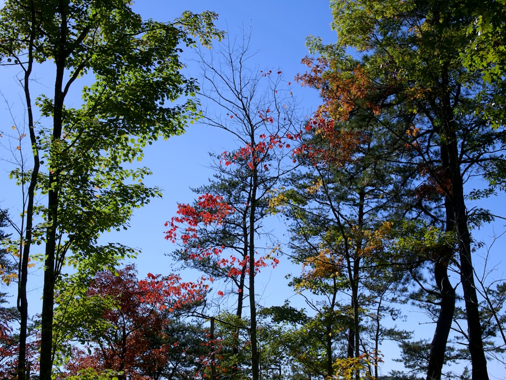 a group of trees