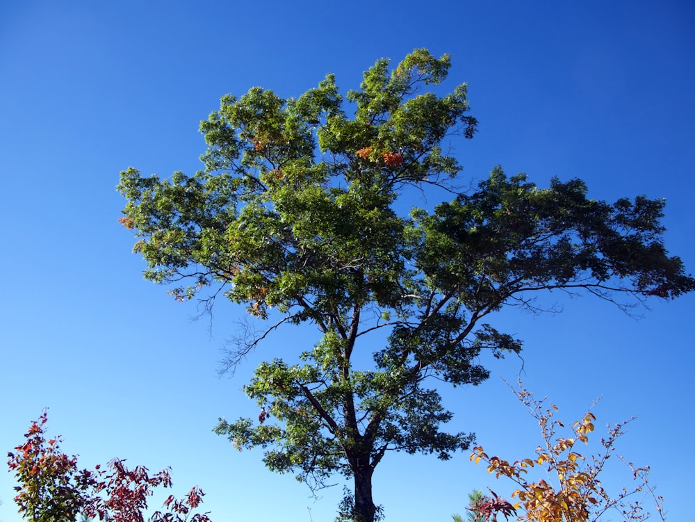 a tree with blue sky