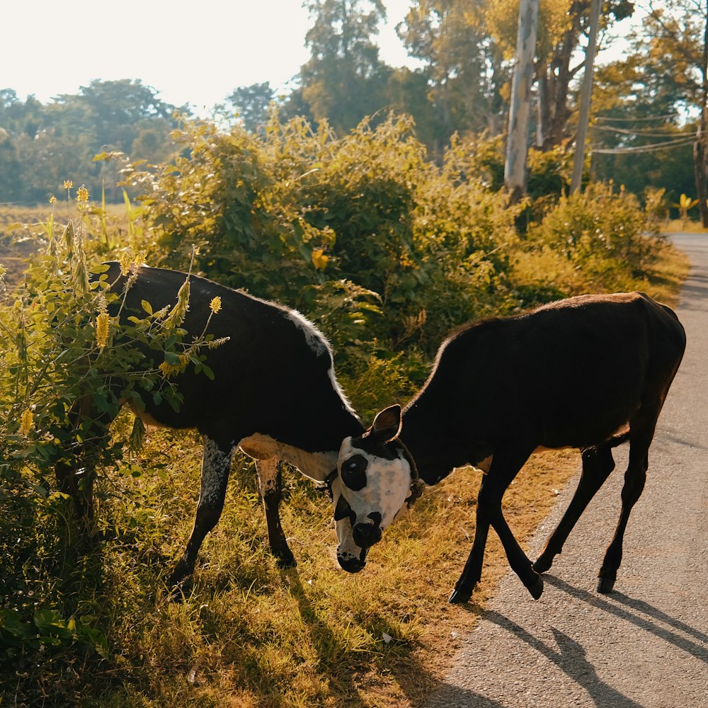 a couple of cows walk down a road