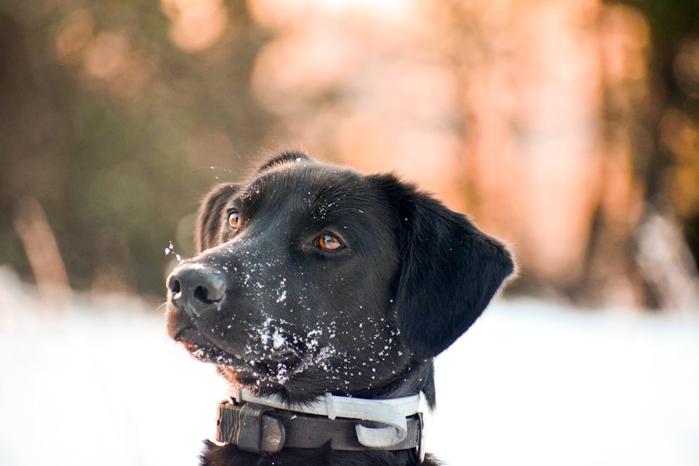 a black dog in the snow