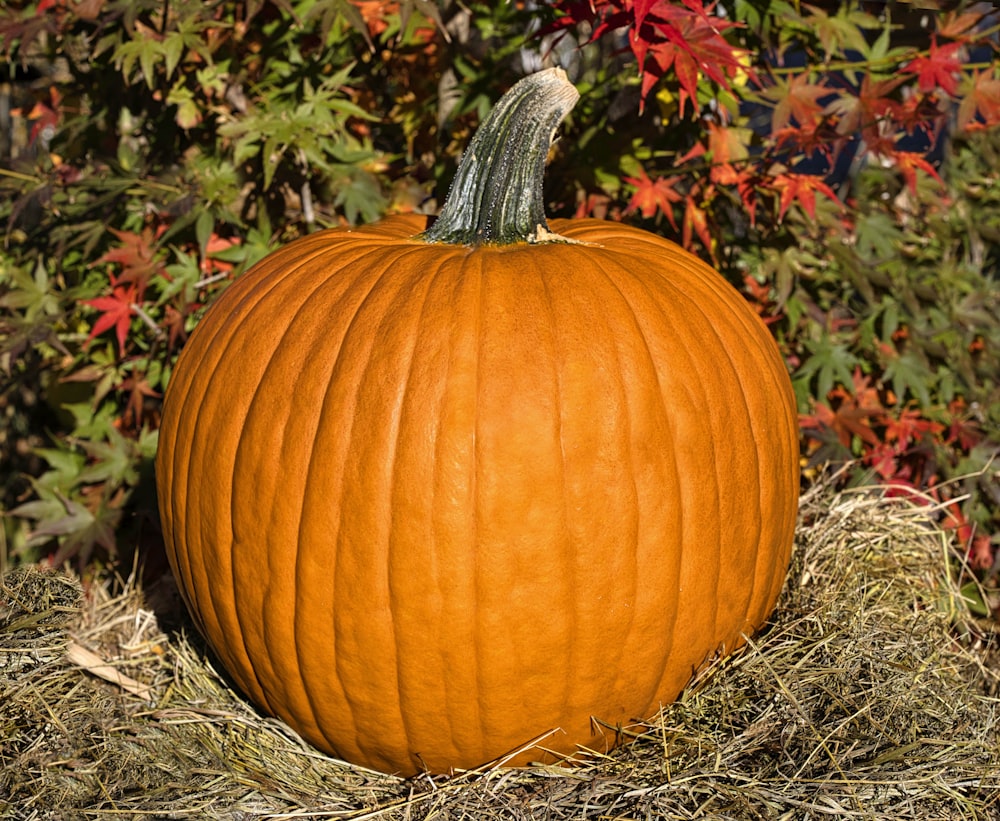 a pumpkin in the grass