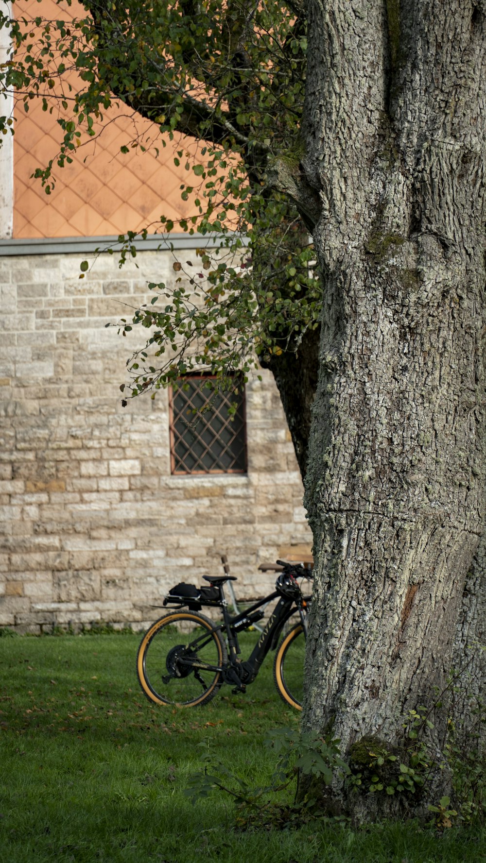 a bicycle parked next to a tree