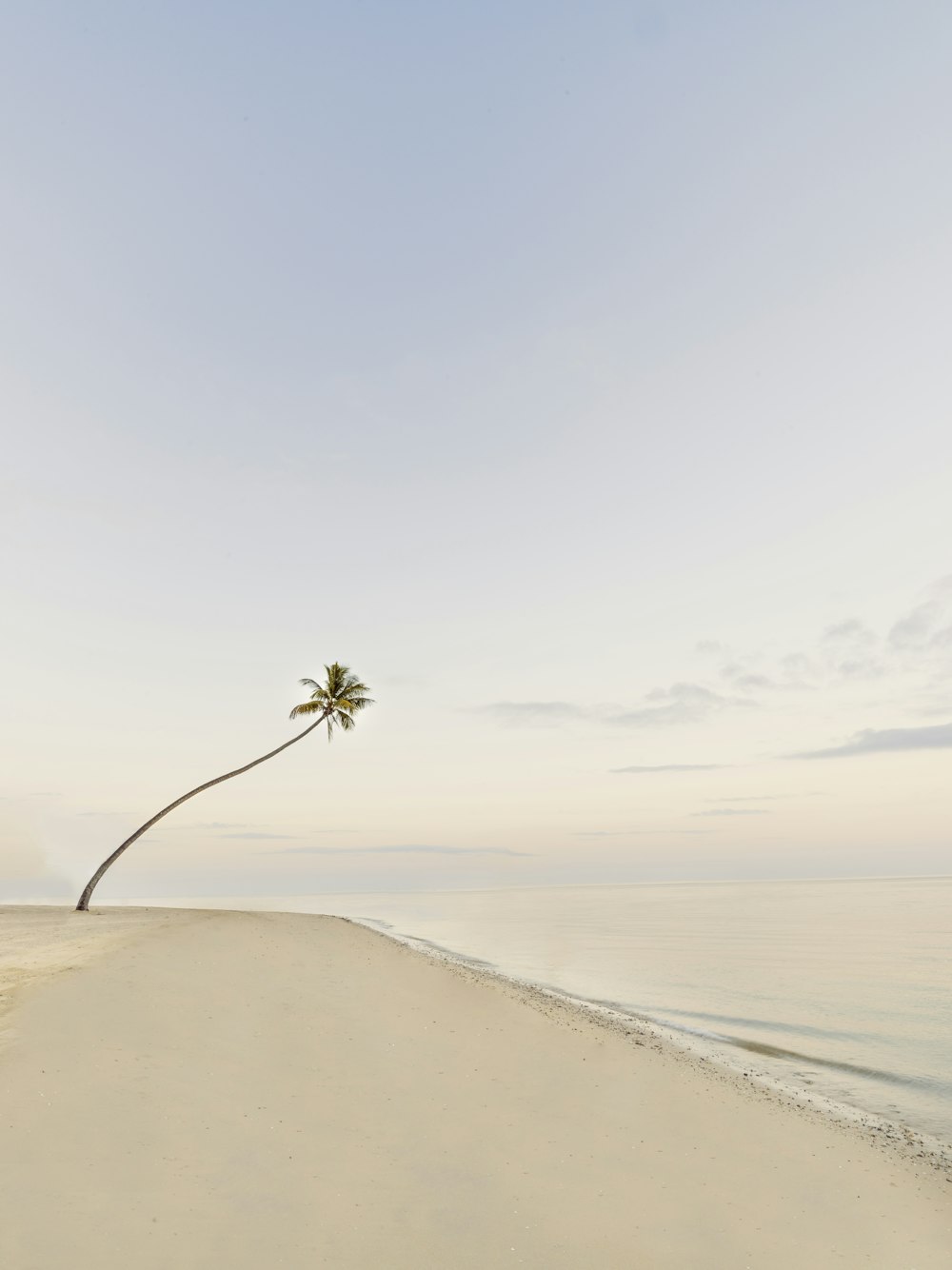 a tree on a beach