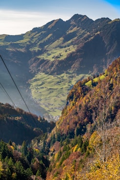 a landscape with trees and hills