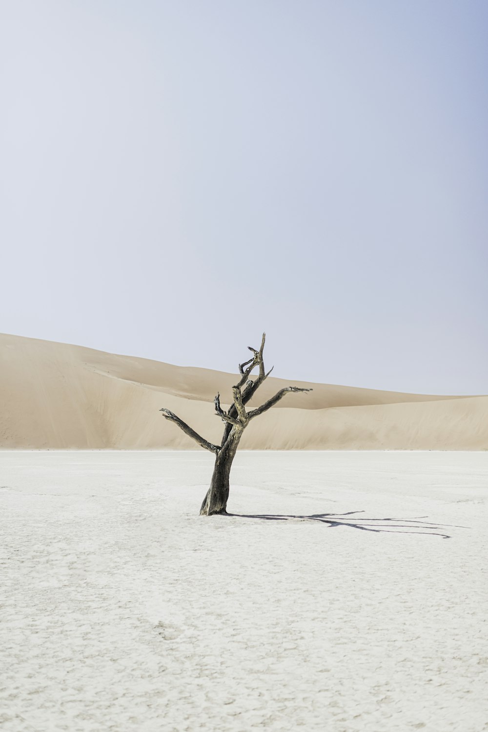 a tree in a snowy field