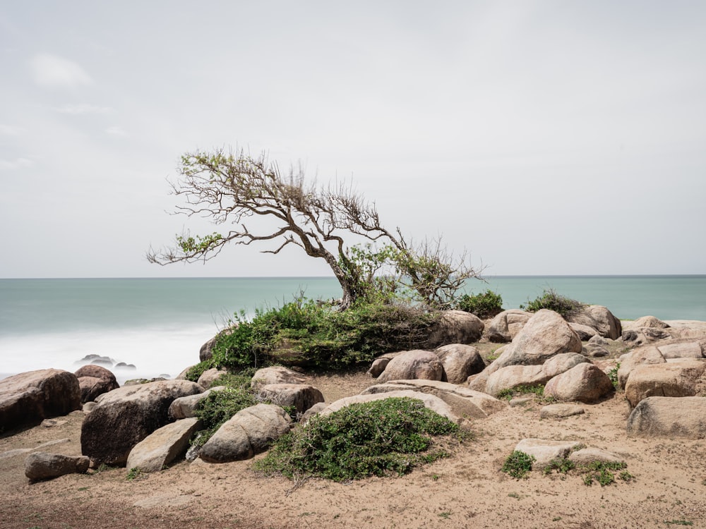 a tree growing out of rocks on a beach