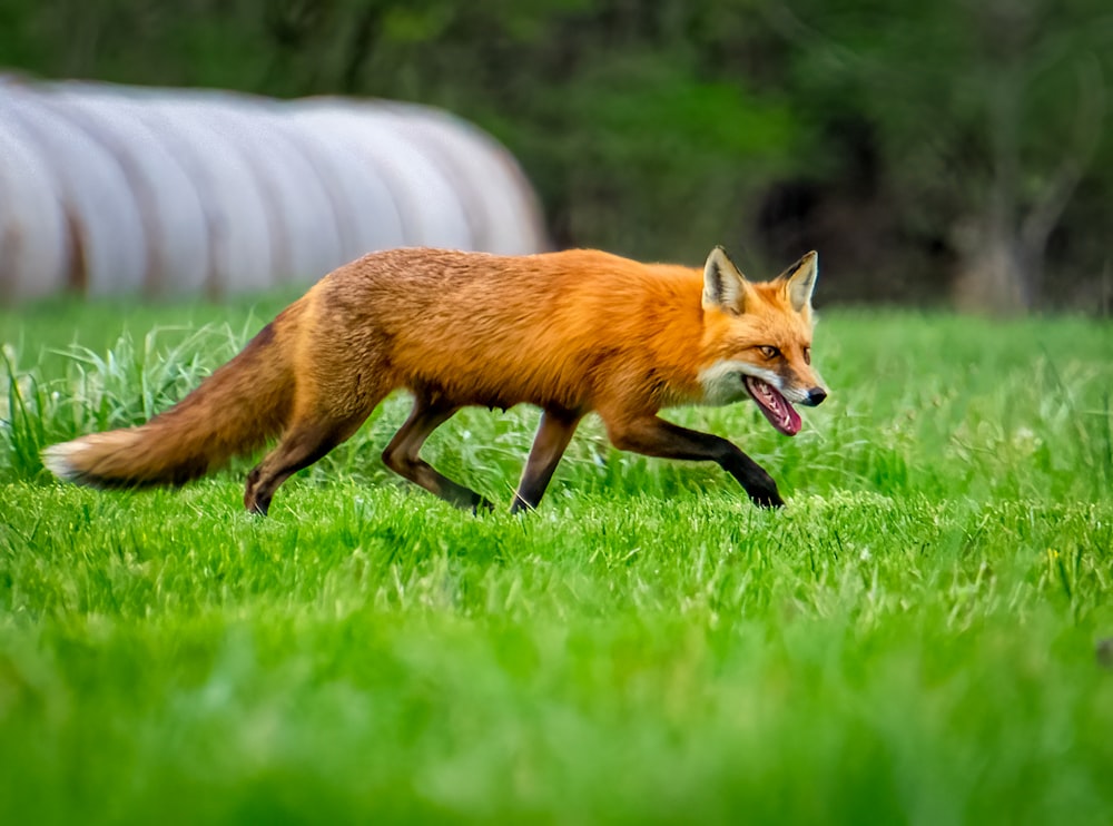 a fox running in grass