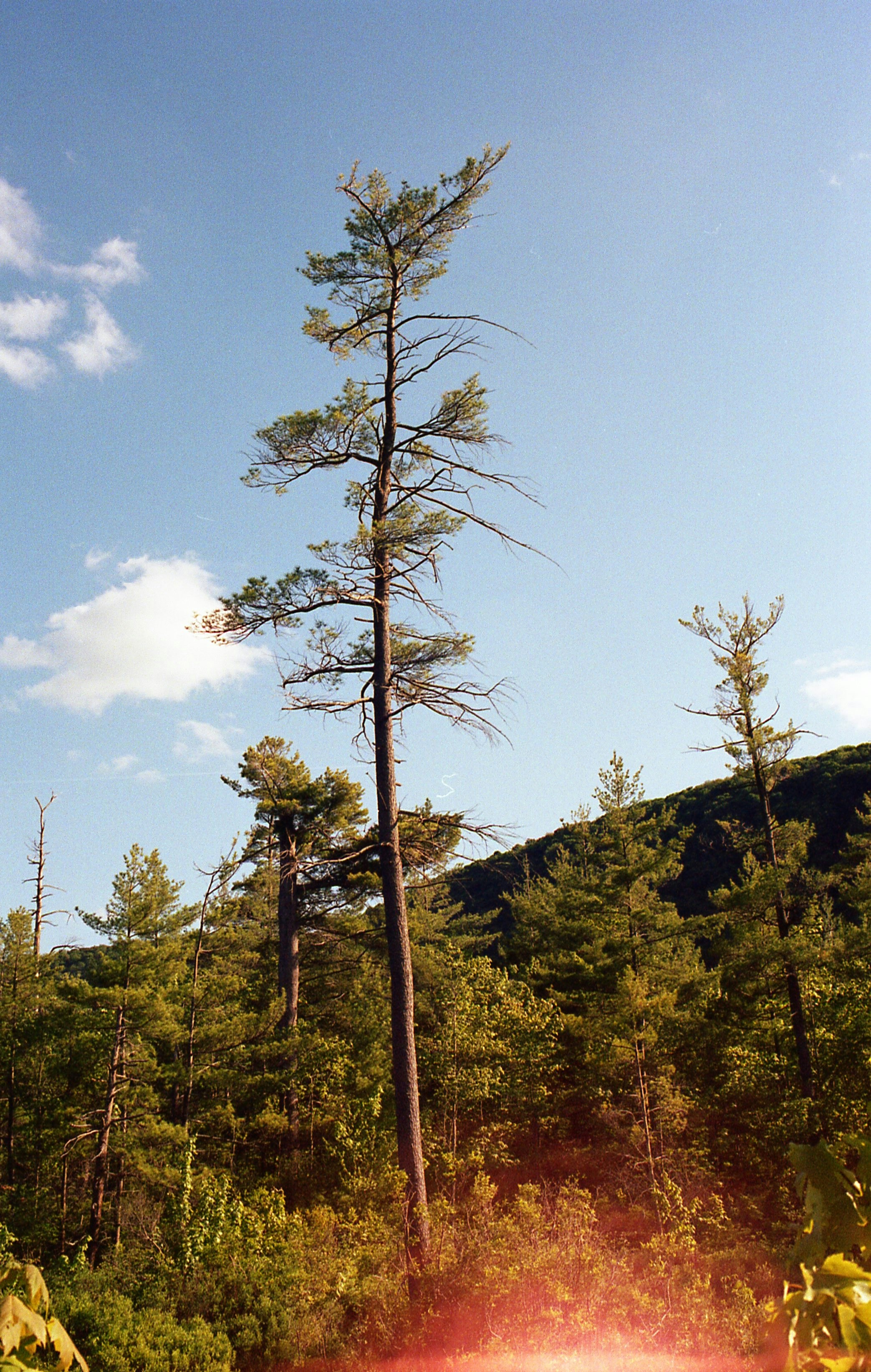 Ein hoher Baum in einem Wald