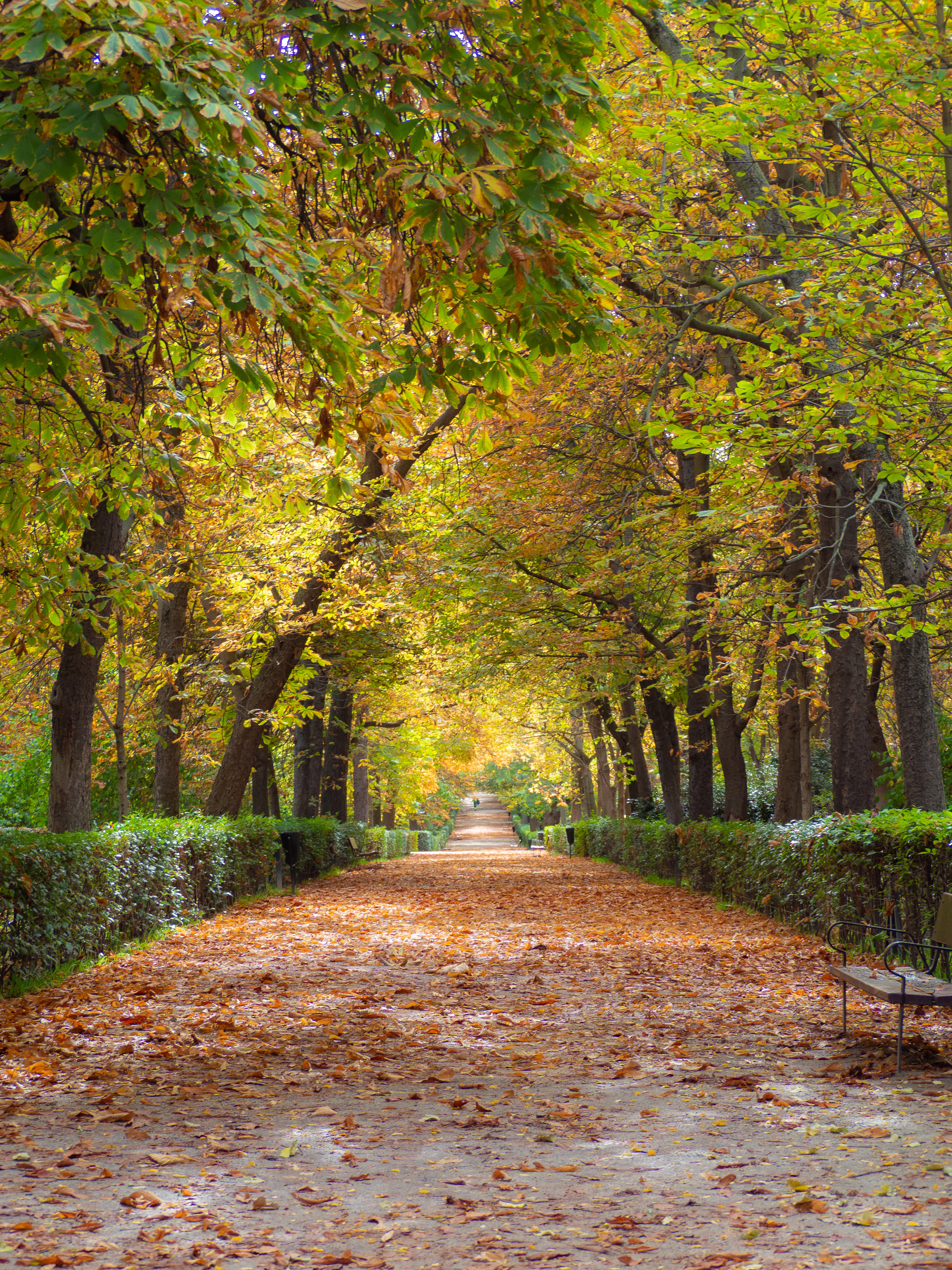 An avenue of chestnut trees turning gold in Madrid's Retiro Park, the path beneath them carpeted with fallen leaves and clipped hedges running away to a bench in the distance.