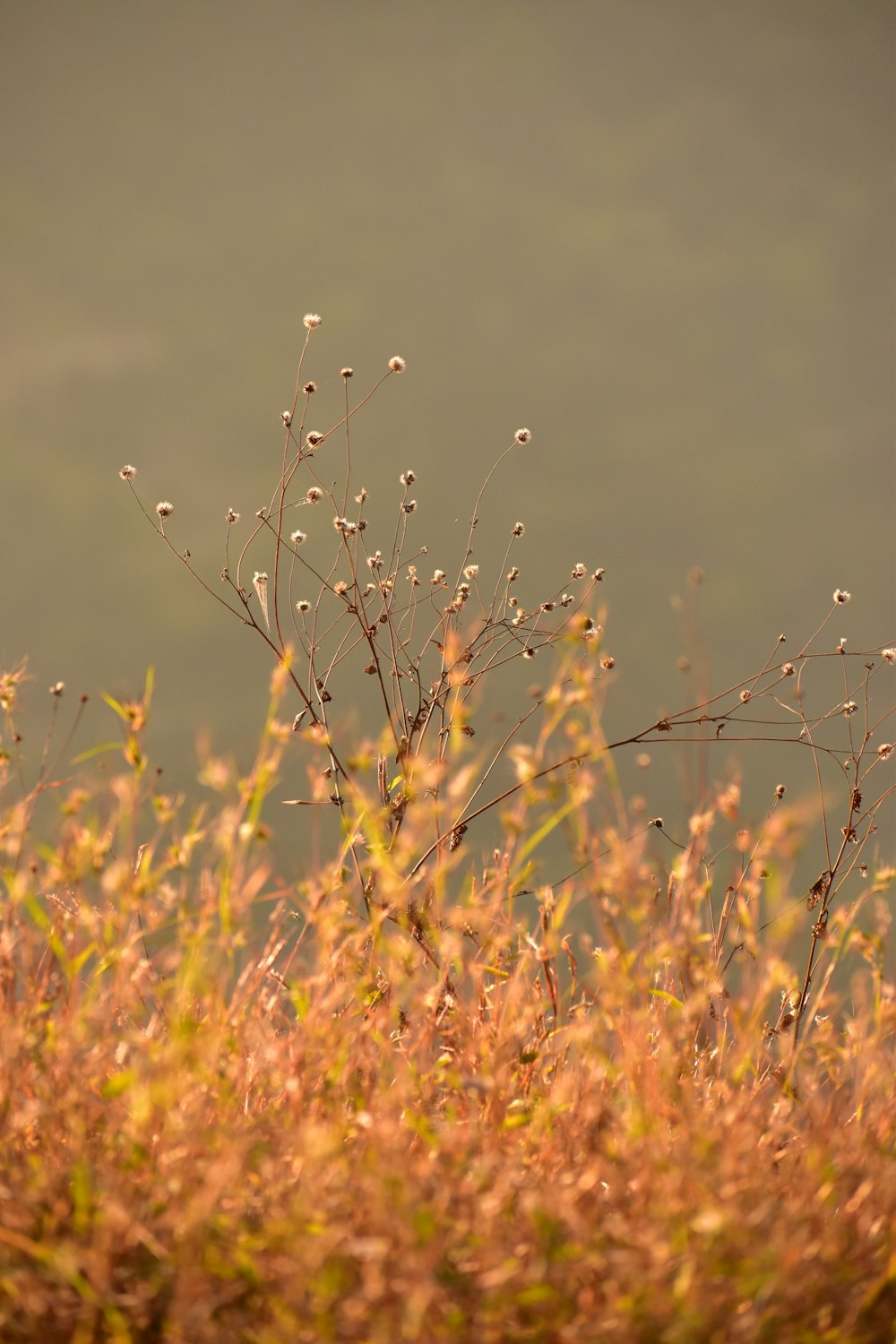 a close up of a plant